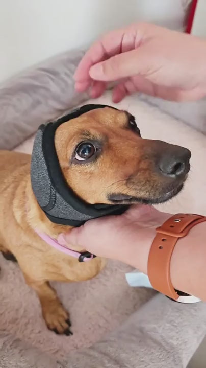 Calming Dog Ear Muffs video 4