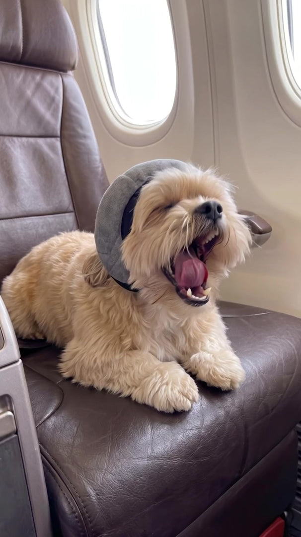 Calming Dog Ear Muffs video 1