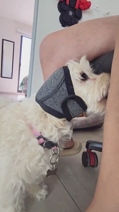 Calming Dog Ear Muffs video 6